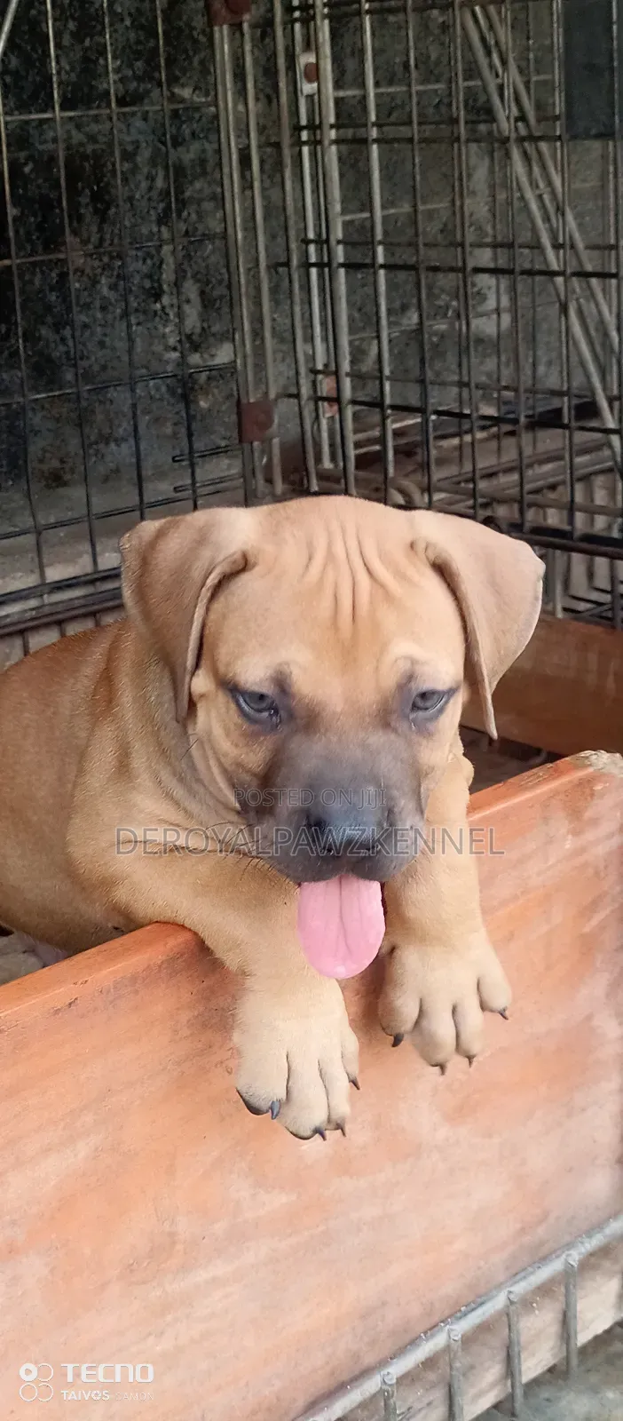 1-3 months Male Purebred Boerboel
