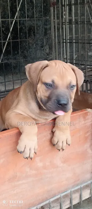 1-3 months Male Purebred Boerboel