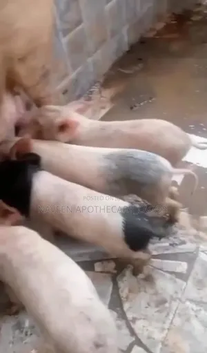 Pigs and Pig Meat