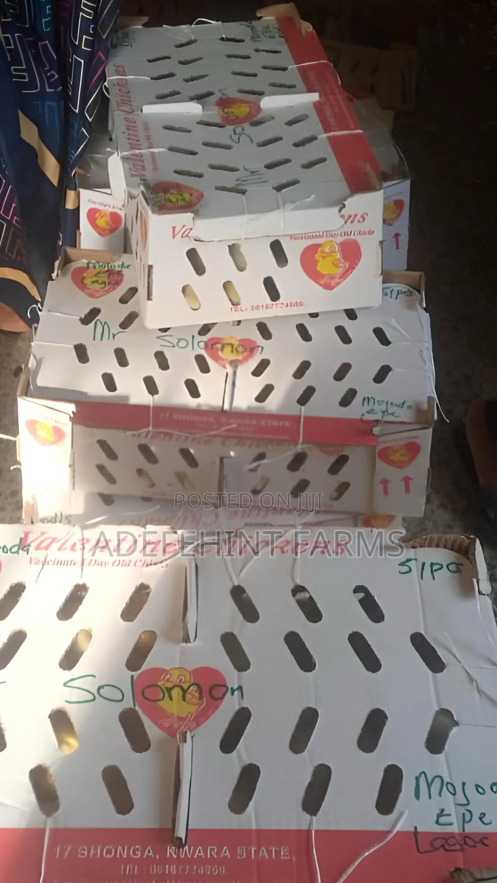 Vaccinated Valentine Broilers