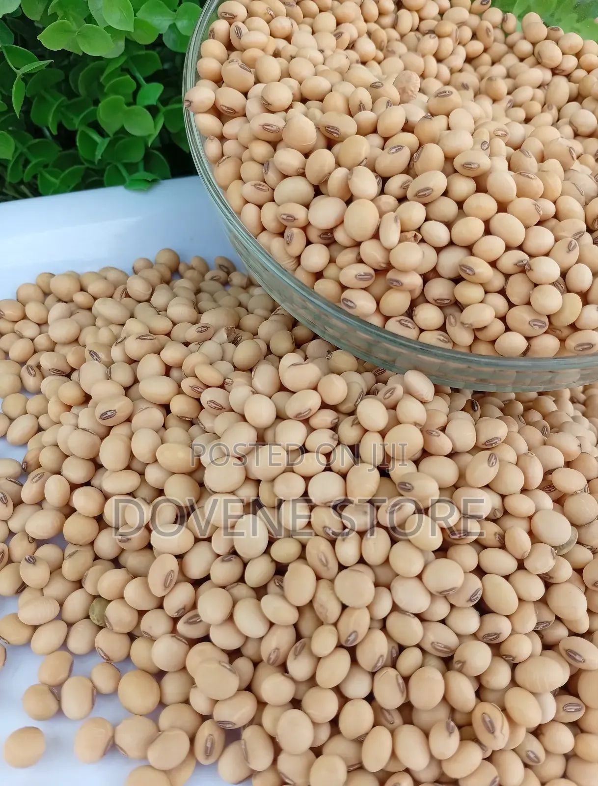 Soya Protein Mix Powder