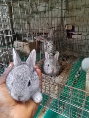 Quality Breeds of Rabbits for Sale