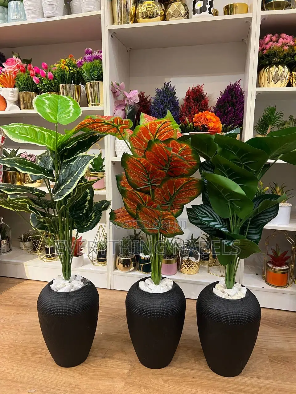 Potted Plants