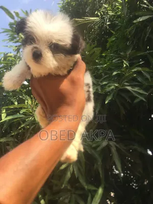 1-3 months Female Purebred Lhasa Apso