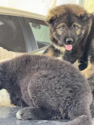 1-3 months Female Purebred Caucasian Shepherd