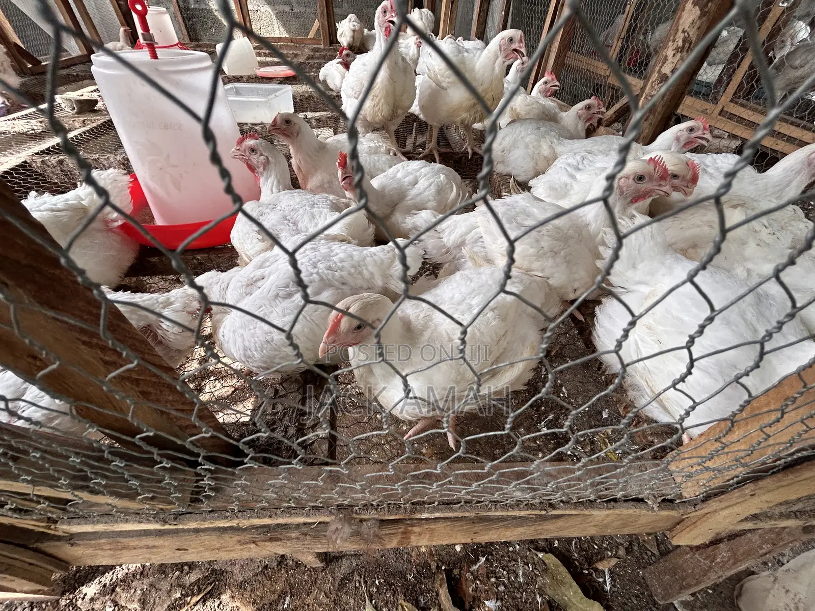 Broiler and Noiler Chicken