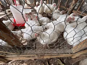 Broiler and Noiler Chicken