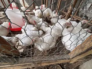 Broiler and Noiler Chicken
