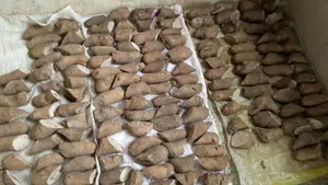Abuja Yam Seed and Igangan Yam Seed