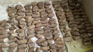 Abuja Yam Seed and Igangan Yam Seed