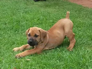 Photo - 3-6 months Female Purebred Boerboel