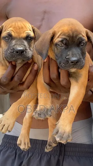 1-3 months Male Purebred Boerboel