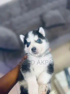 1-3 months Male Purebred Siberian Husky