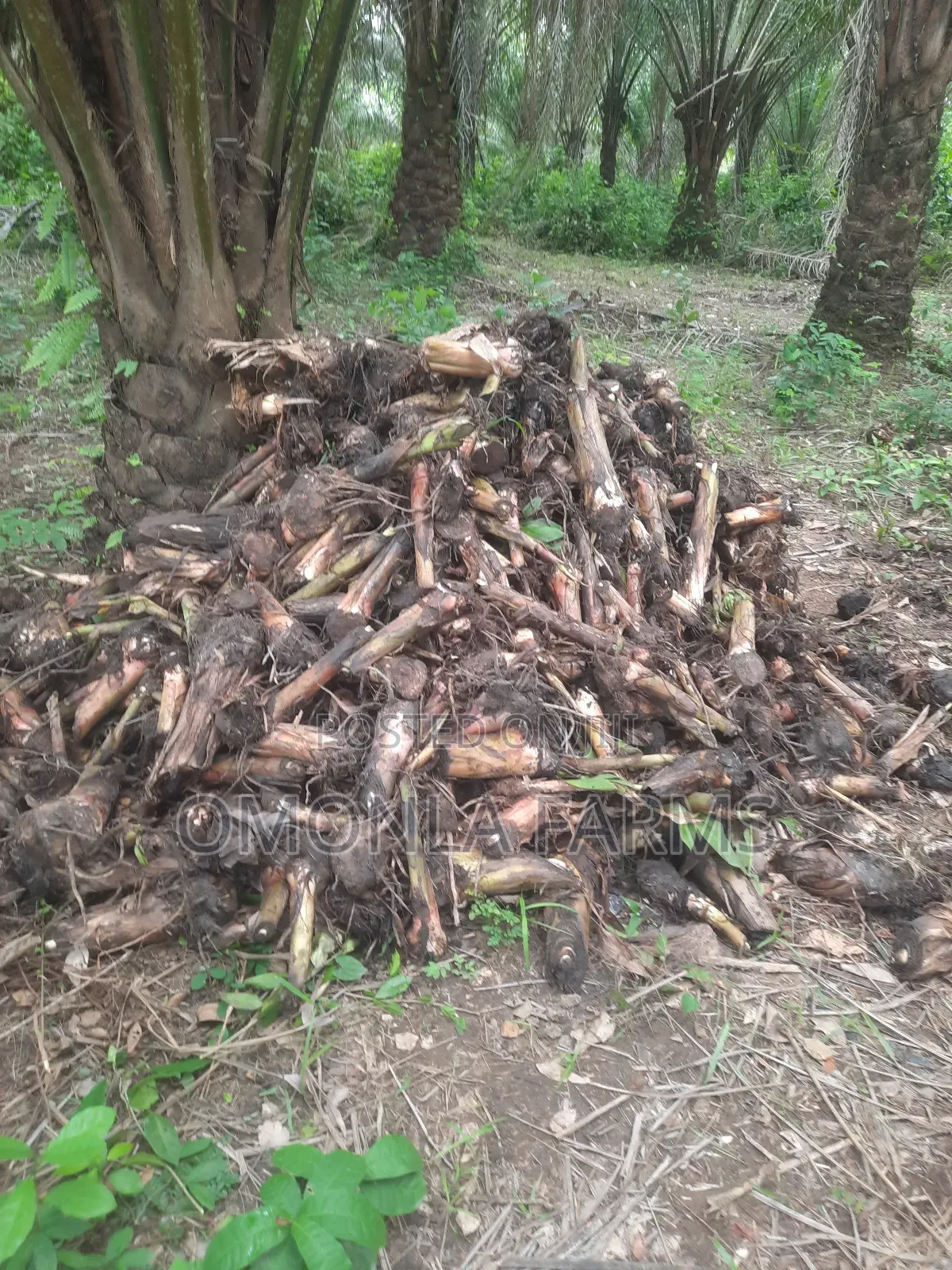 Rich Hybrid Plantain Suckers