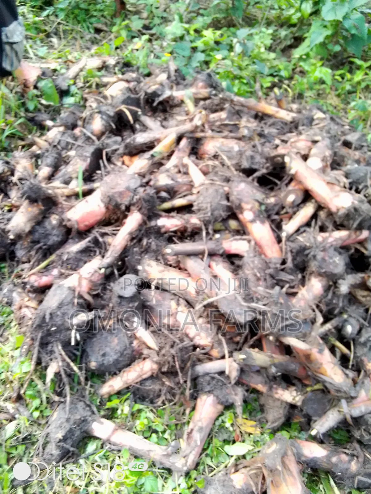 Rich Hybrid Plantain Suckers