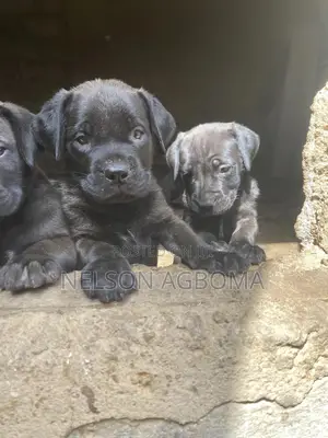 1-3 months Female Purebred Cane Corso