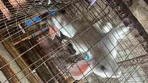 Rabbits Are Available