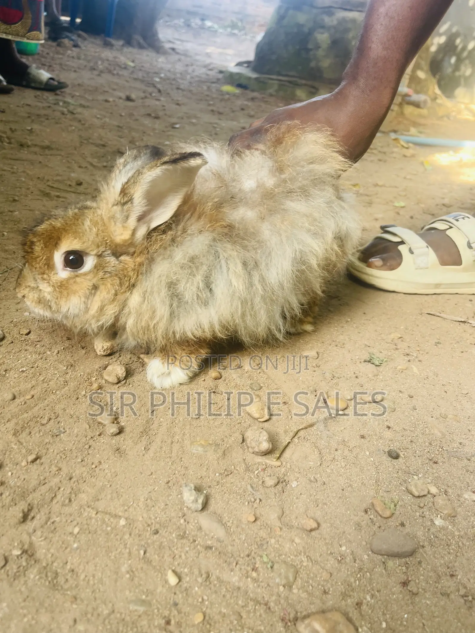 Rabbits Are Available