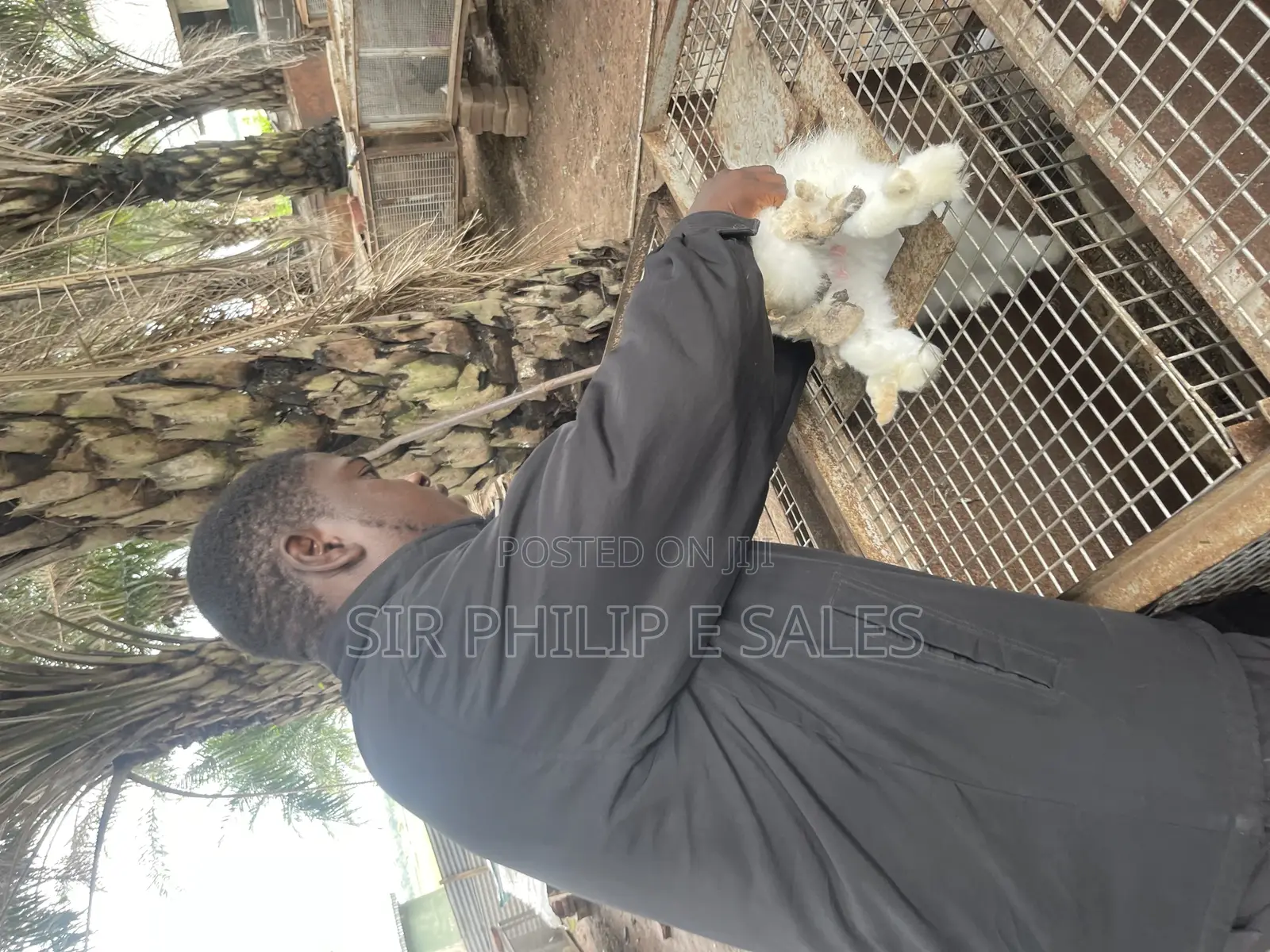 Rabbits Are Available