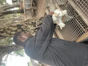 Rabbits Are Available