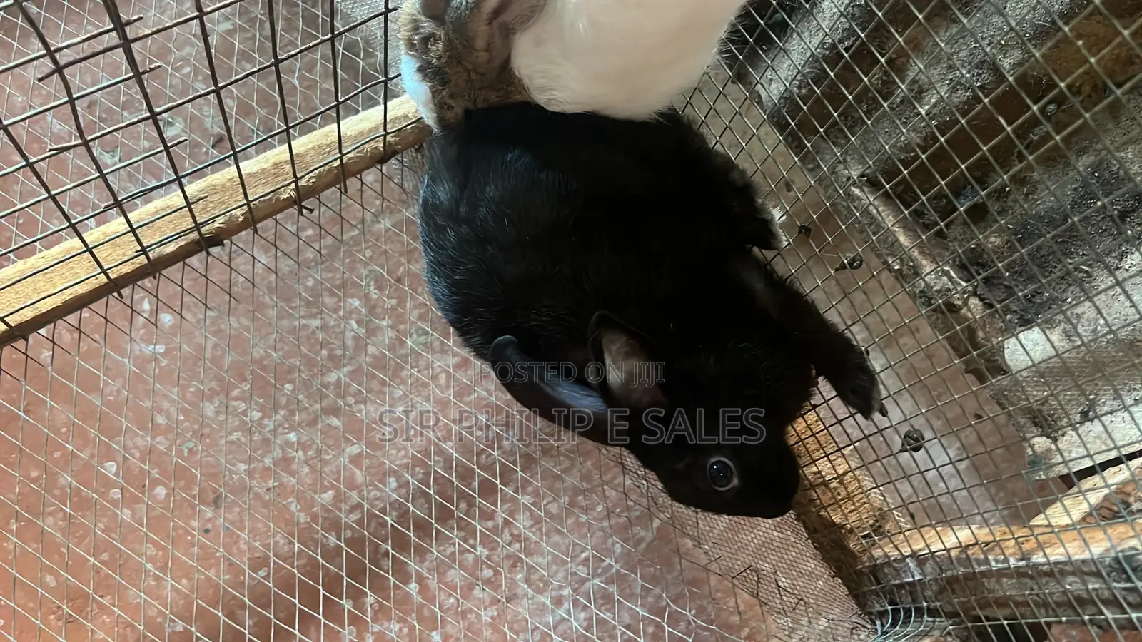 Rabbits Are Available