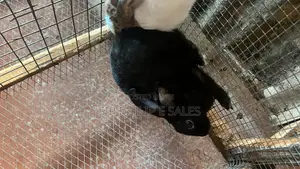 Rabbits Are Available