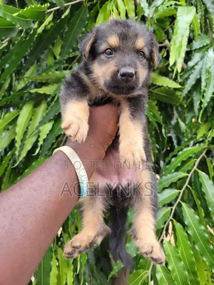Photo - 1-3 months Female Purebred German Shepherd