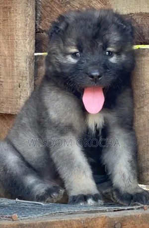0-1 month Female Purebred Caucasian Shepherd