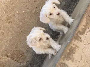 1-3 months Female Purebred Lhasa Apso