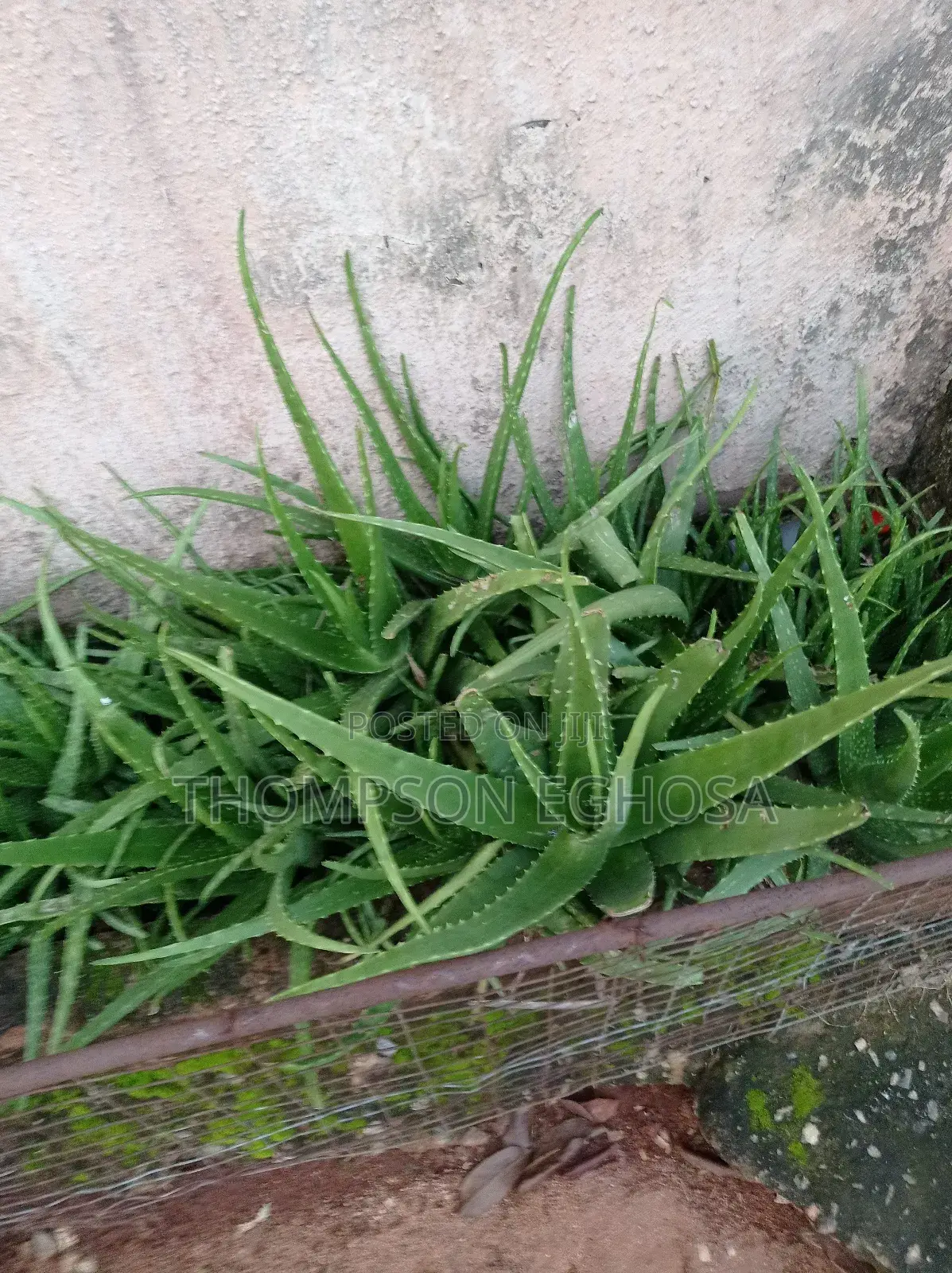 Aloe Vera Plants