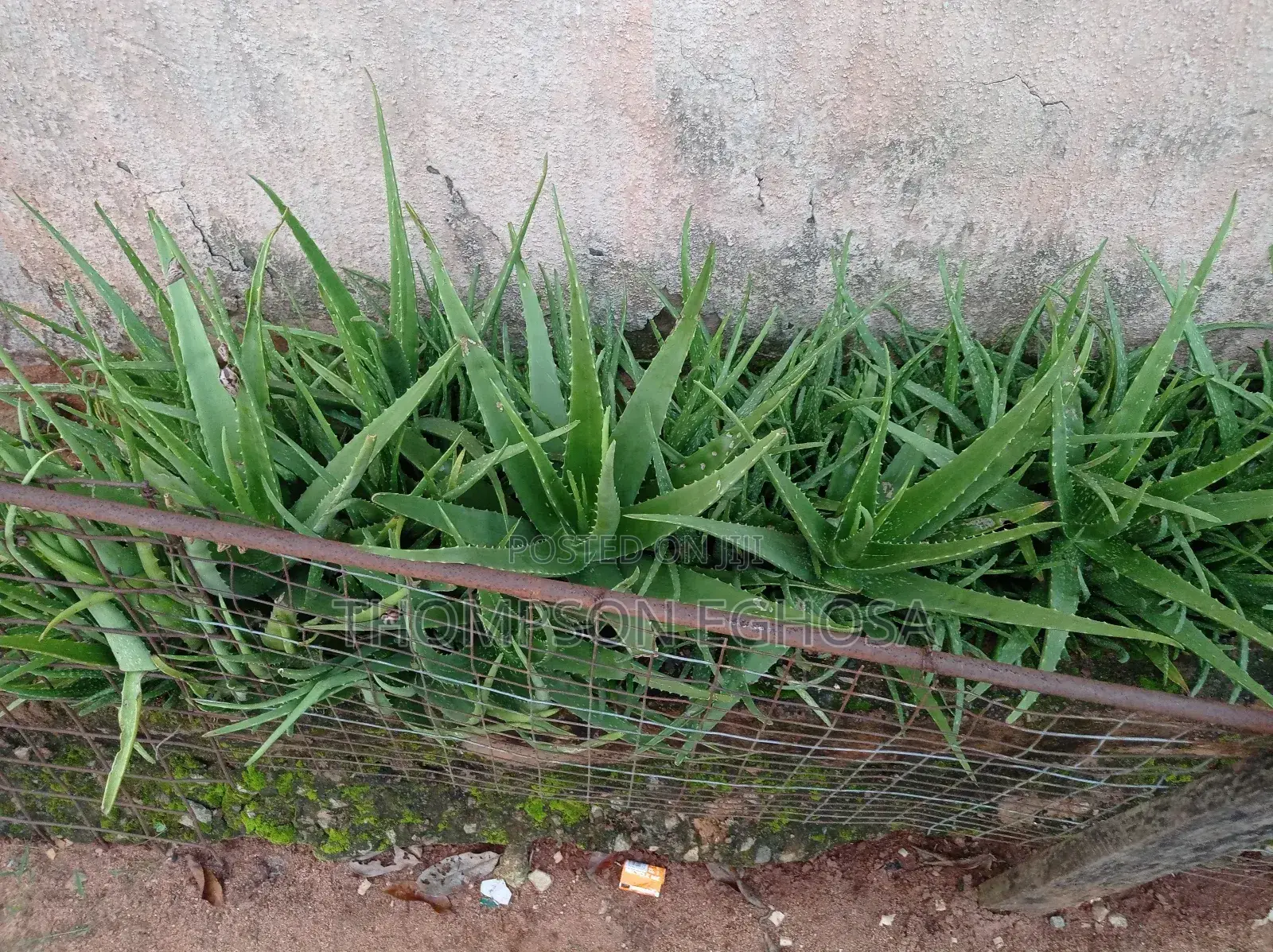 Aloe Vera Plants