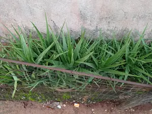 Aloe Vera Plants