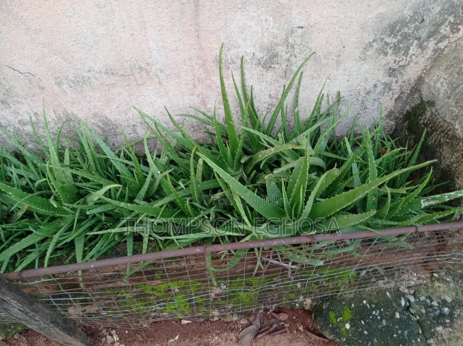 Aloe Vera Plants