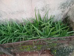 Aloe Vera Plants