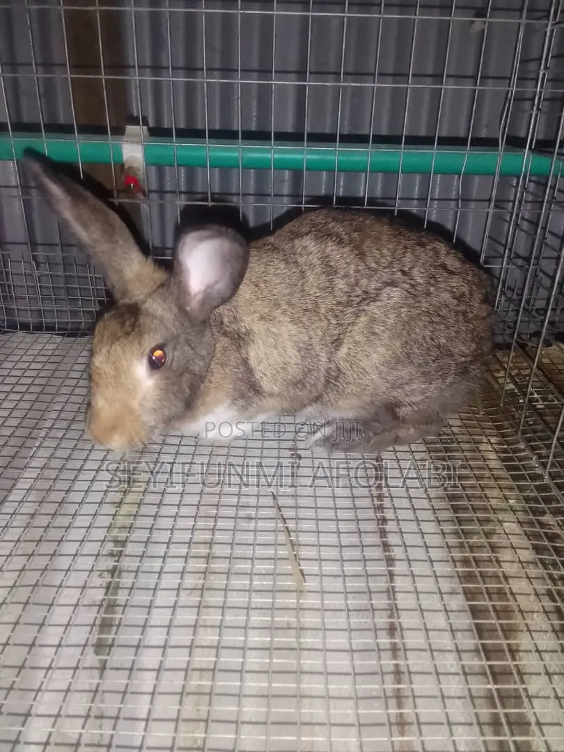 Hola's Pet World
