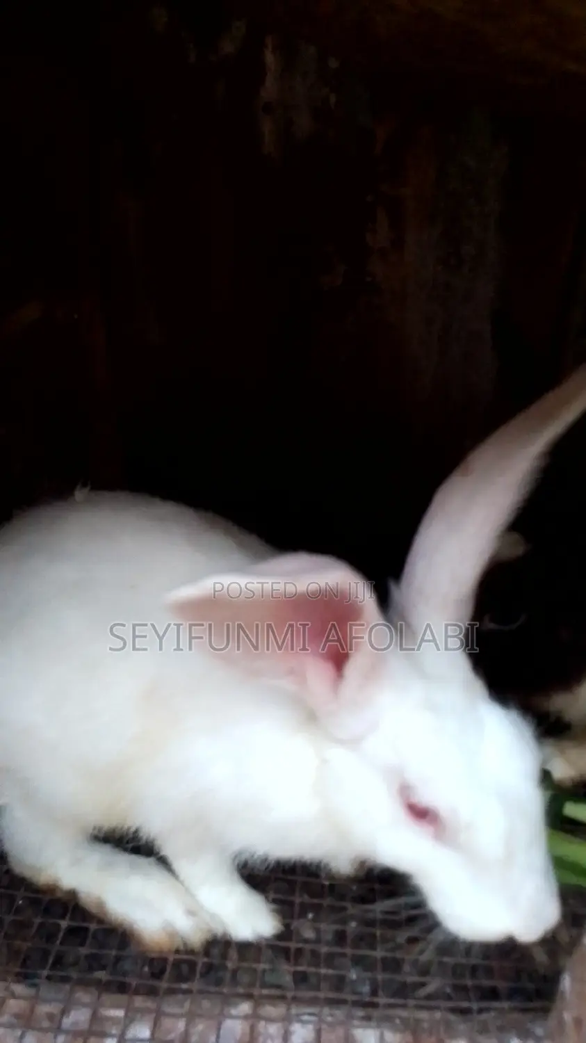 Hola's Pet World