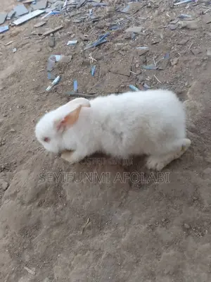 Hola's Pet World