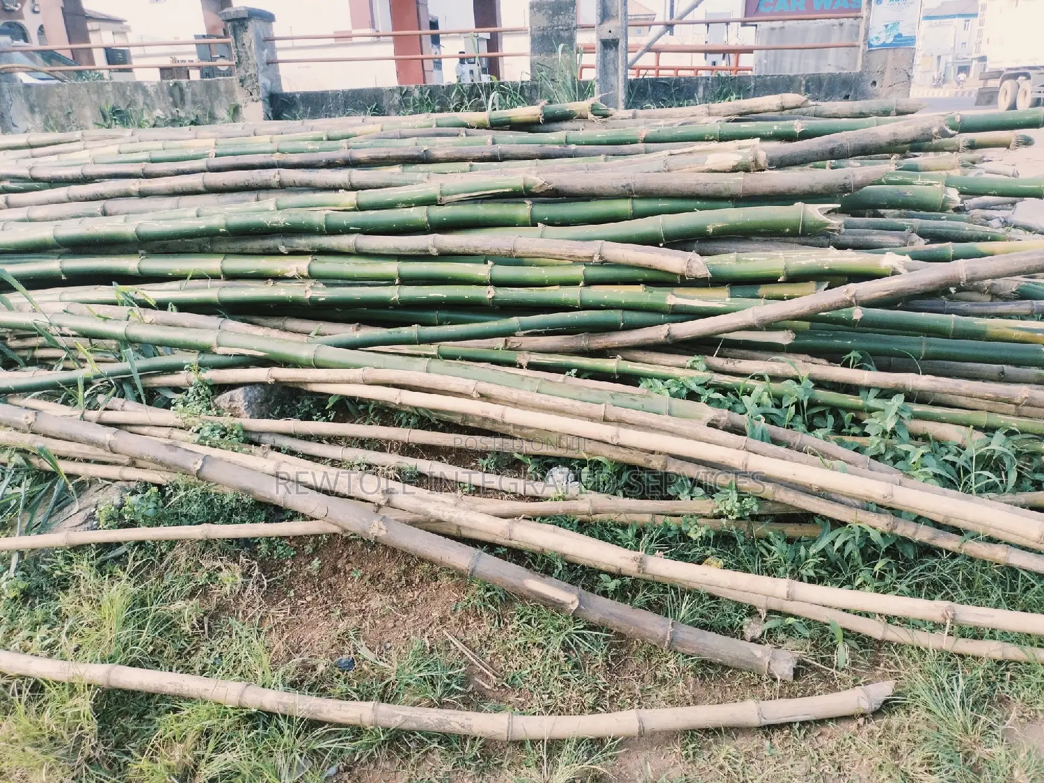 Bamboo Tree
