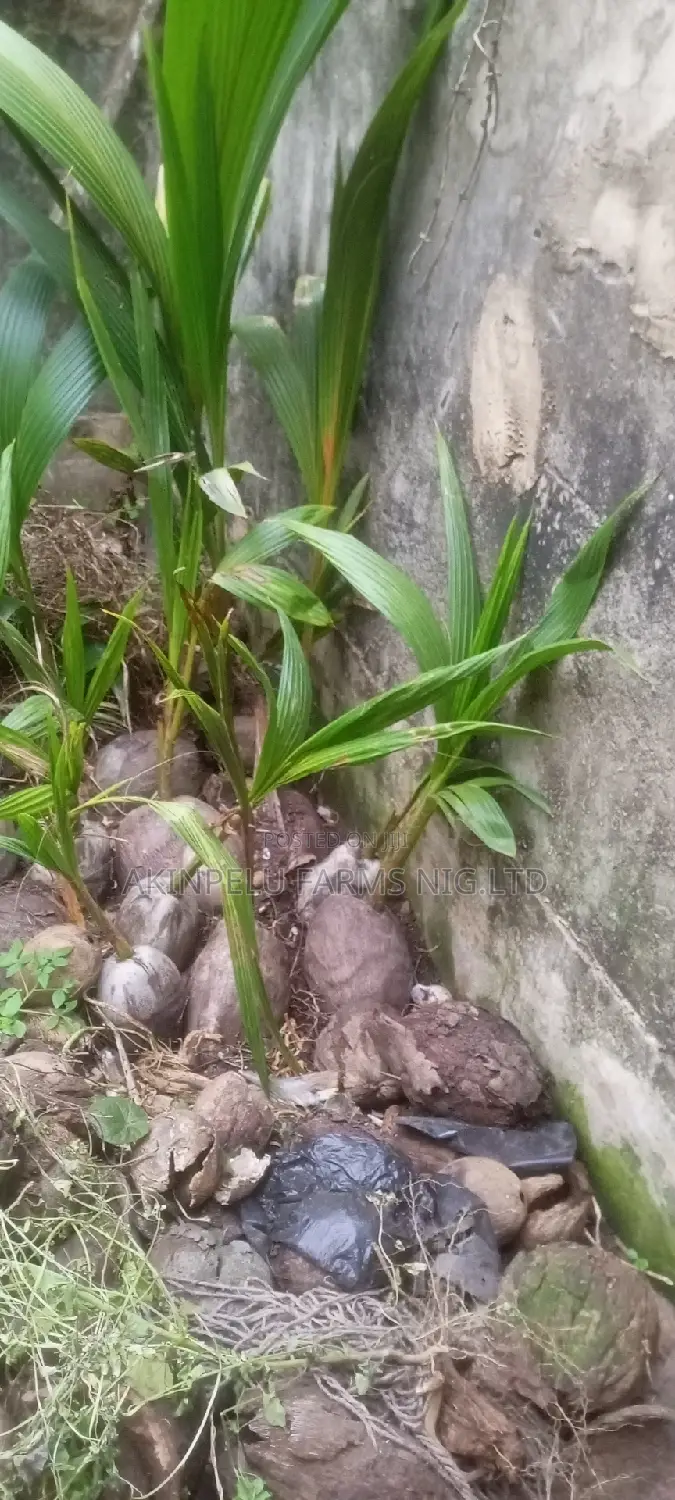 Dwarf Malaysian Coconut Seedlings