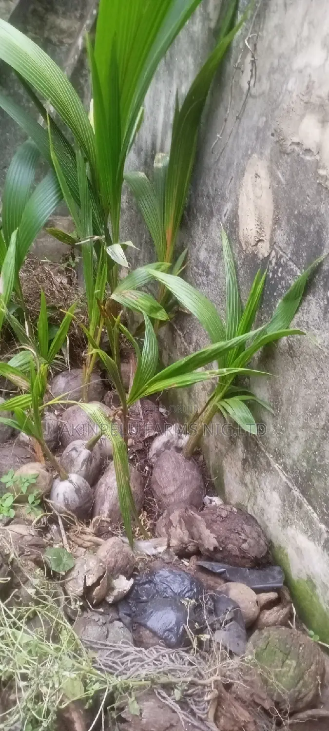Dwarf Malaysian Coconut Seedlings