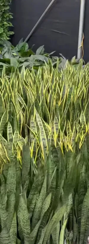 Sansevieria Plant A.K.A Snakeplant
