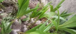 Dwarf Malaysian Coconut,-Well Nurture With High Productivity
