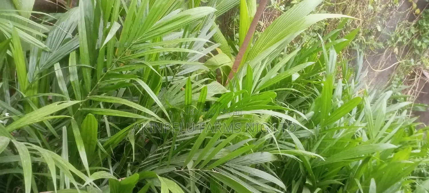 Dwarf Hybrid Palm Seedlings