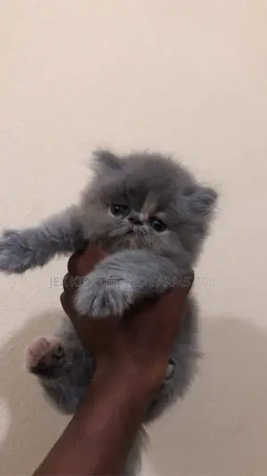 1-3 months Female Purebred British Shorthair