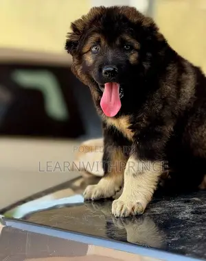 1-3 months Female Purebred Caucasian Shepherd