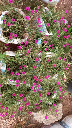 Portulaca Plant