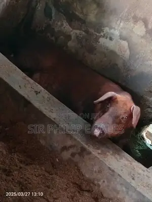 Pigs Are Available (Duroc Landrace And Large White )