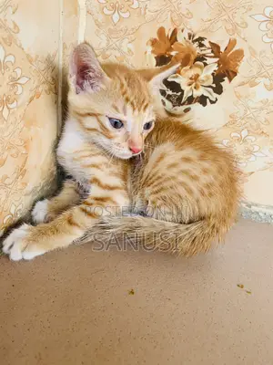 1-3 months Female Mixed Breed American Shorthair