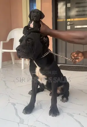 1+ year Female Purebred Cane Corso