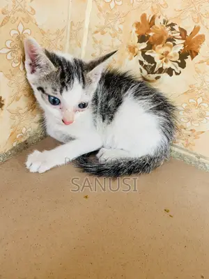 1-3 months Female Mixed Breed American Shorthair